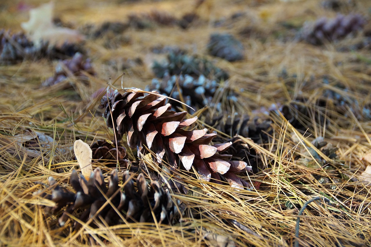 a close up of a pine cone on the ground, a photo, dry grass, lying scattered across an empty, cone shaped, closeup photo