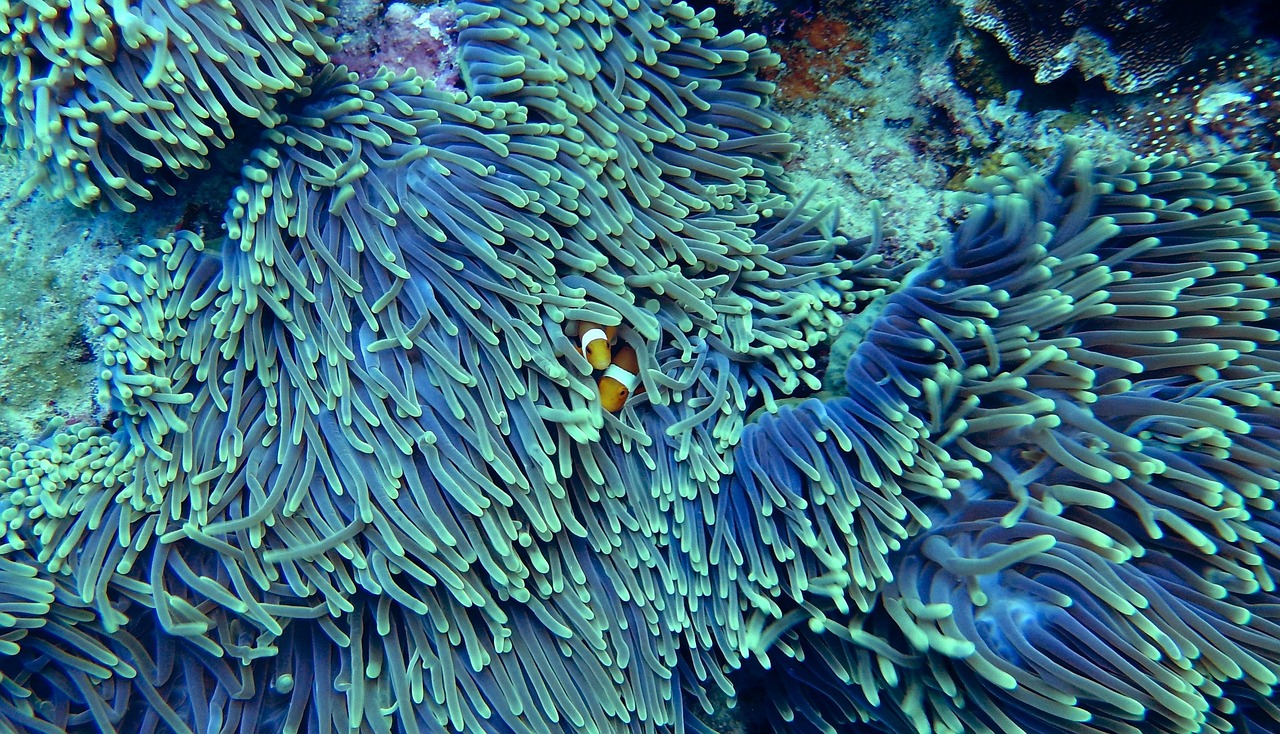 a close up of a sea anemone with an orange fish in it, pexels, cool blue and green colors, crowded, radiating atomic neon corals, photo taken in 2 0 2 0