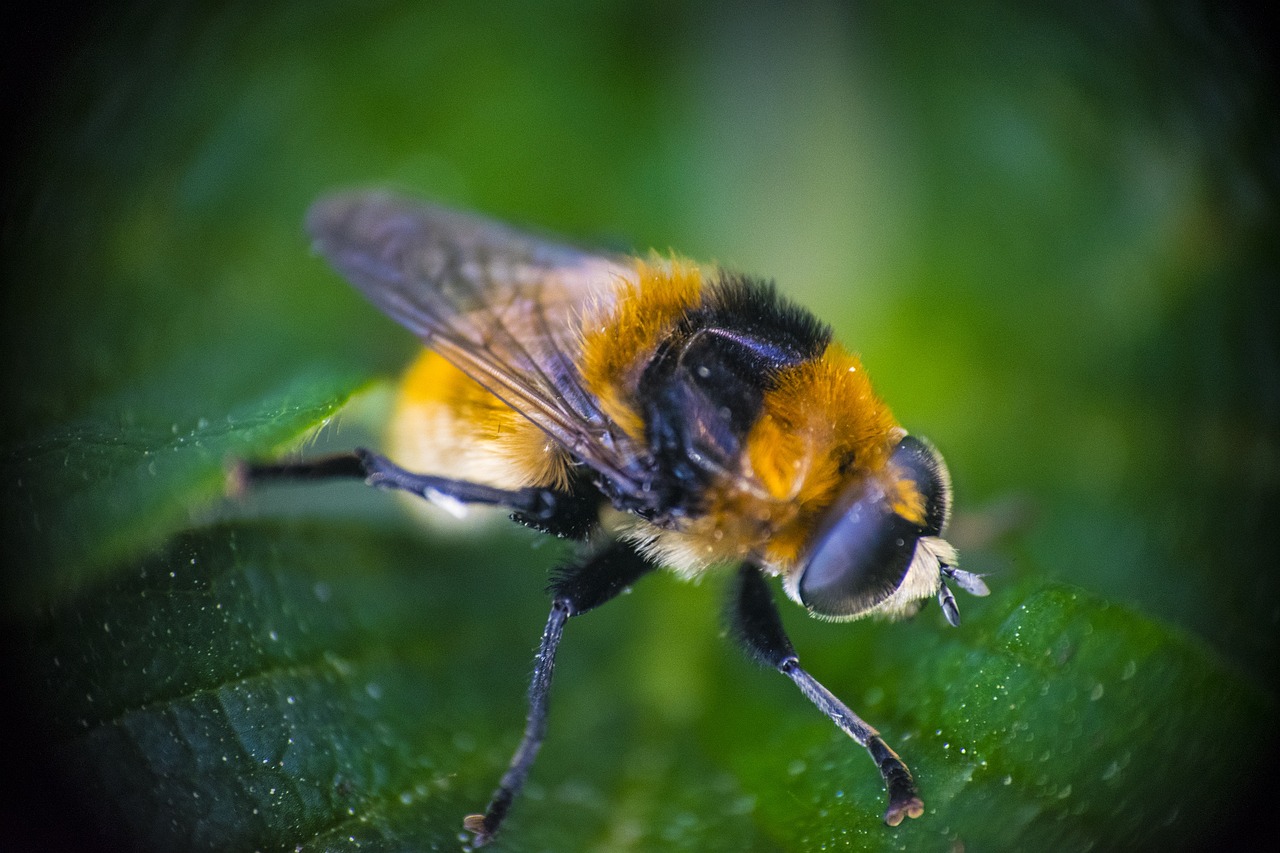 a close up of a bee on a leaf, a macro photograph, hurufiyya, avatar image, closeup photo