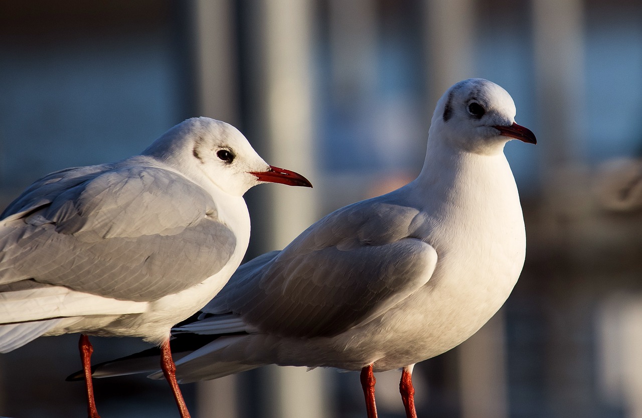 two white birds standing next to each other, a picture, pixabay, nice afternoon lighting, seagulls, 8k 50mm iso 10, both have red lips