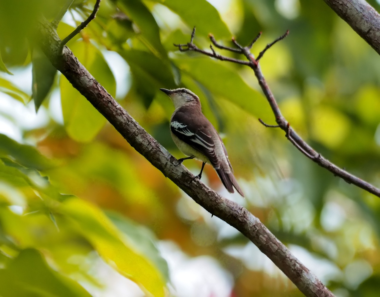 a small bird sitting on top of a tree branch, by Julian Allen, shutterstock, mingei, red brown and white color scheme, rare bird in the jungle, !!natural beauty!!, ophanim has bird wings