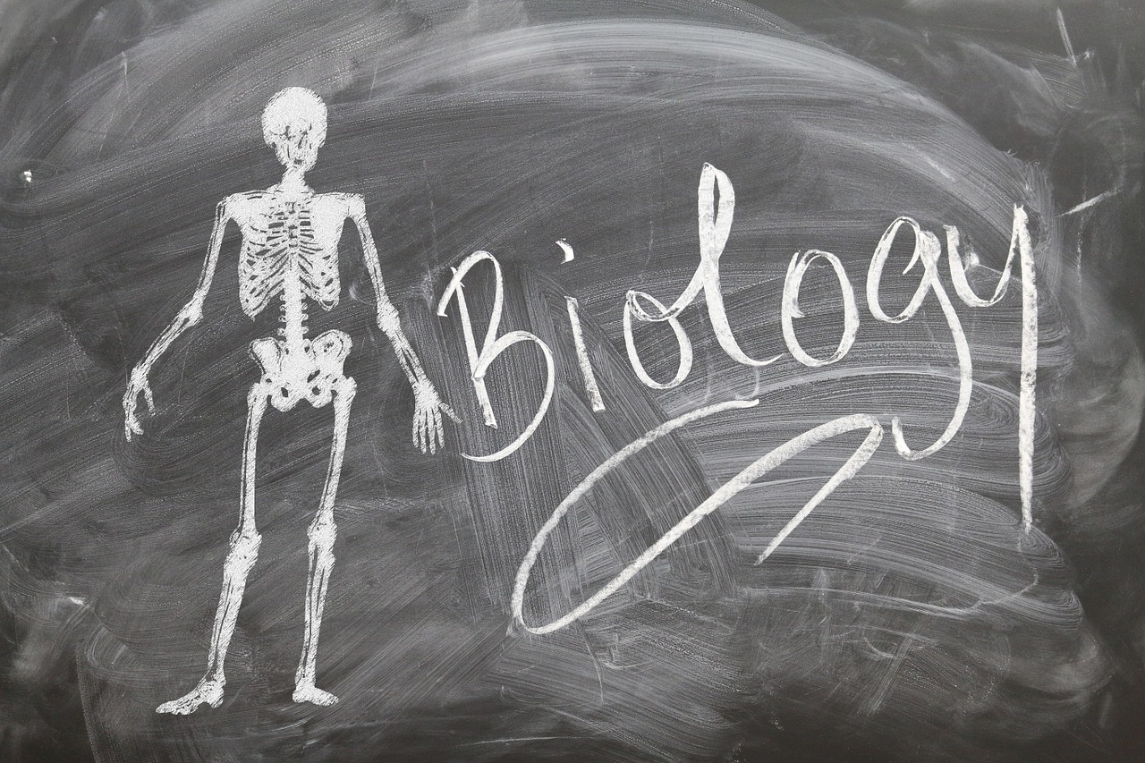 a chalk drawing of a skeleton on a blackboard, by Olga Boznańska, pixabay, antipodeans, cell biology, handwriting title on the left, biopods, medical book