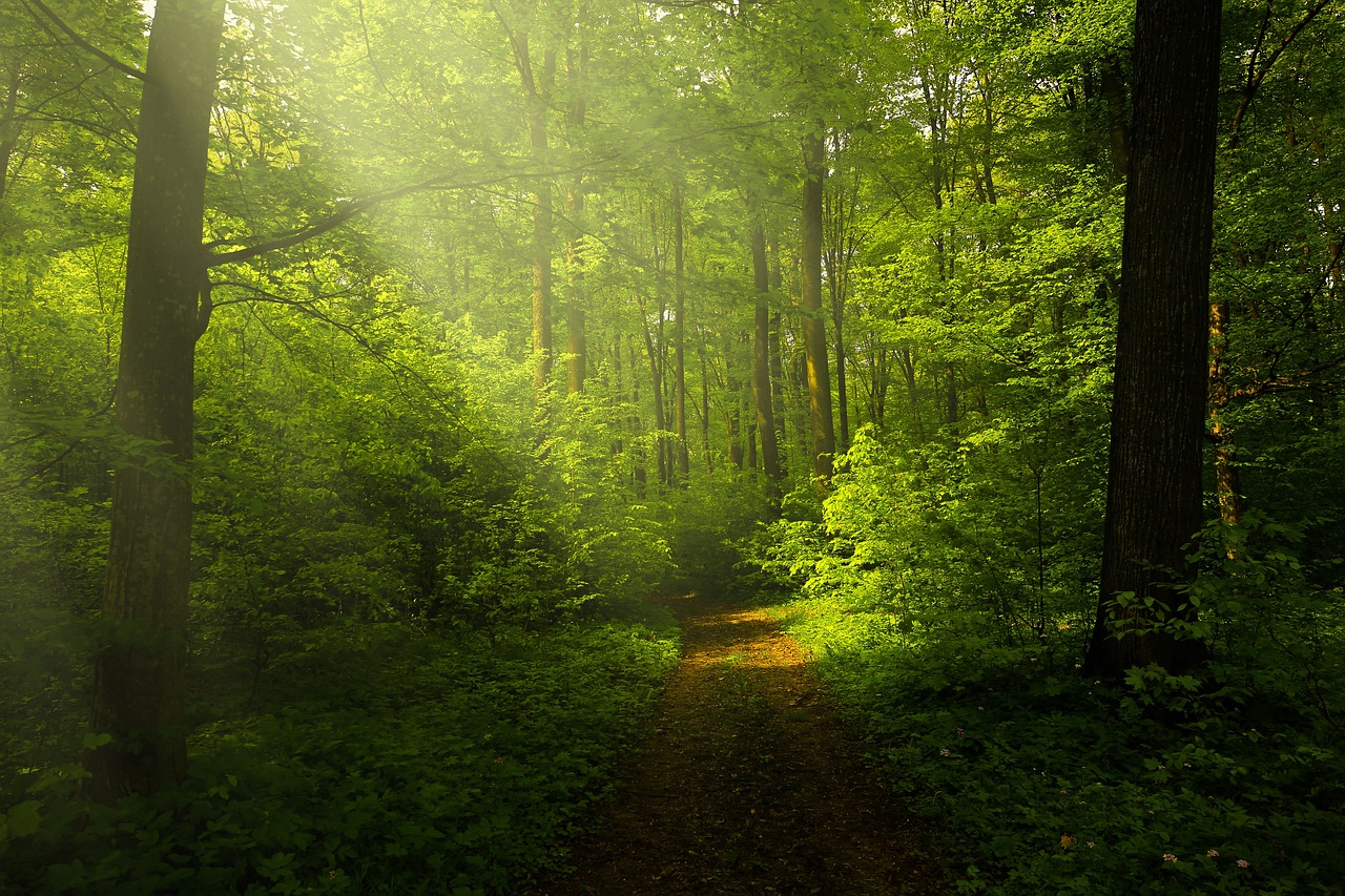 a path in the middle of a lush green forest, by Joseph von Führich, shutterstock, toward the sun rays and caustics, (((forest))), hd wallpaper, ((forest))