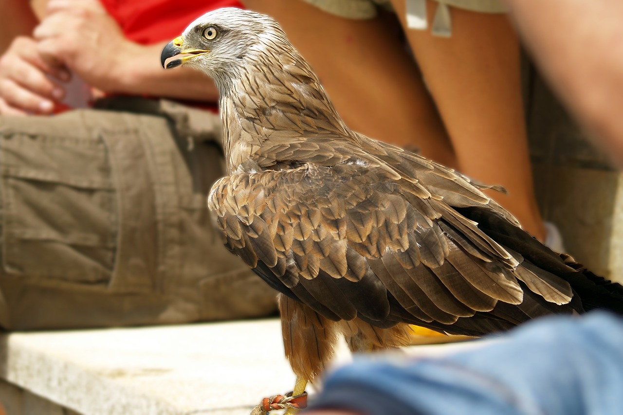 a close up of a bird of prey on a person's hand, a photo, hurufiyya, tourist photo, sitting on the ground, mid shot photo, kodak photo