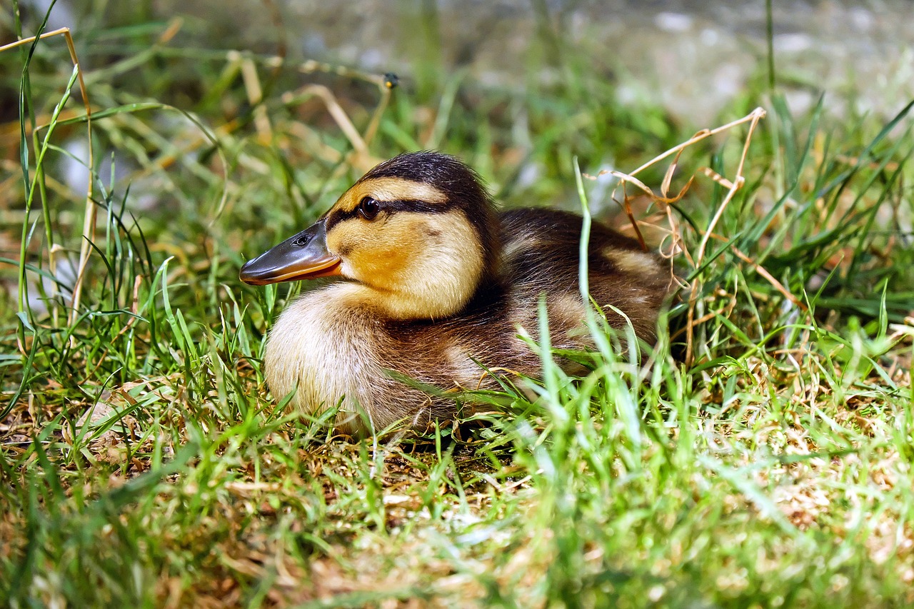 a duck that is sitting in the grass, a picture, flickr, young and cute, highly realistic photo, 🦩🪐🐞👩🏻🦳, 50mm photo