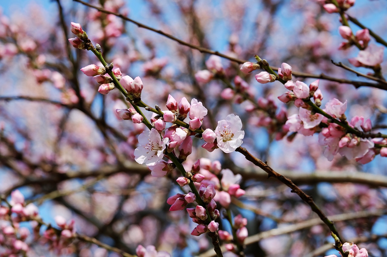 a close up of a bunch of flowers on a tree, by Kiyoshi Yamashita, flickr, almond blossom, seasons!! : 🌸 ☀ 🍂 ❄, took on ipad, peaches