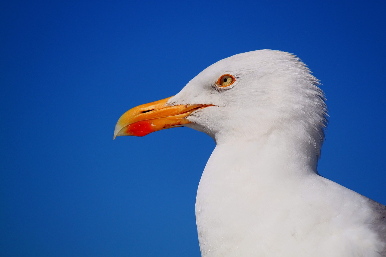 a close up of a seagull against a blue sky, albino white pale skin, portait photo, over the head of a sea wolf, high res photo