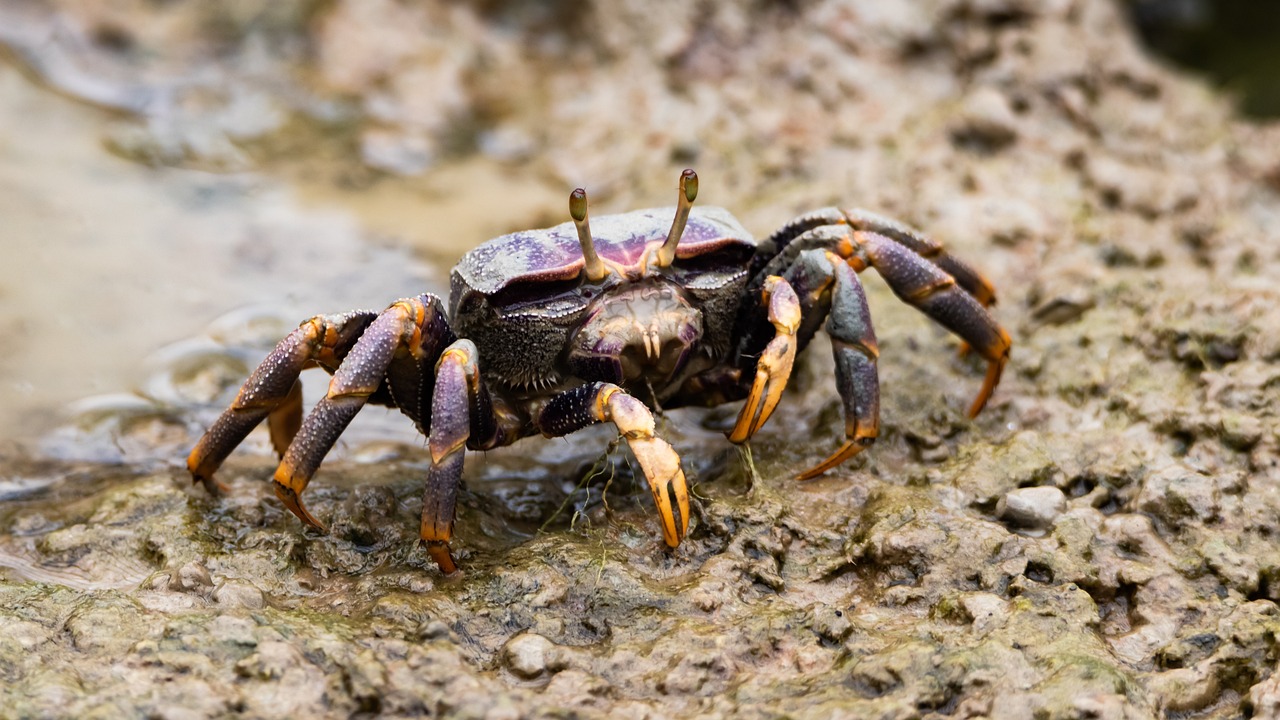 a close up of a crab on a rock, by Robert Brackman, shutterstock, standing in a shallow river, violet spiders, 🦩🪐🐞👩🏻🦳, mid 2 0's female