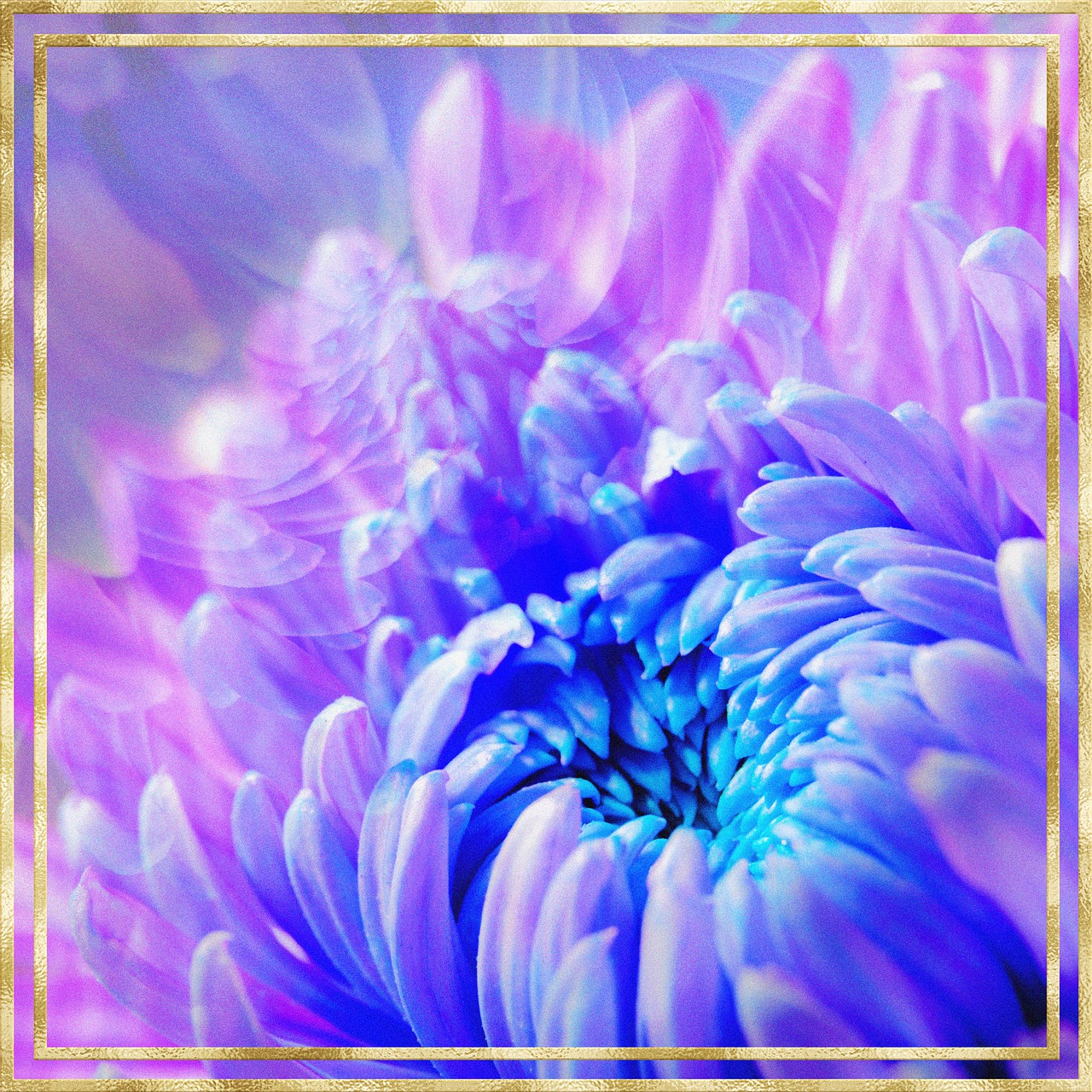a close up of a purple and blue flower, digital art, flickr, digital art, gold framed, chrysanthemum and hyacinth, vapor wave, dreamy floral background