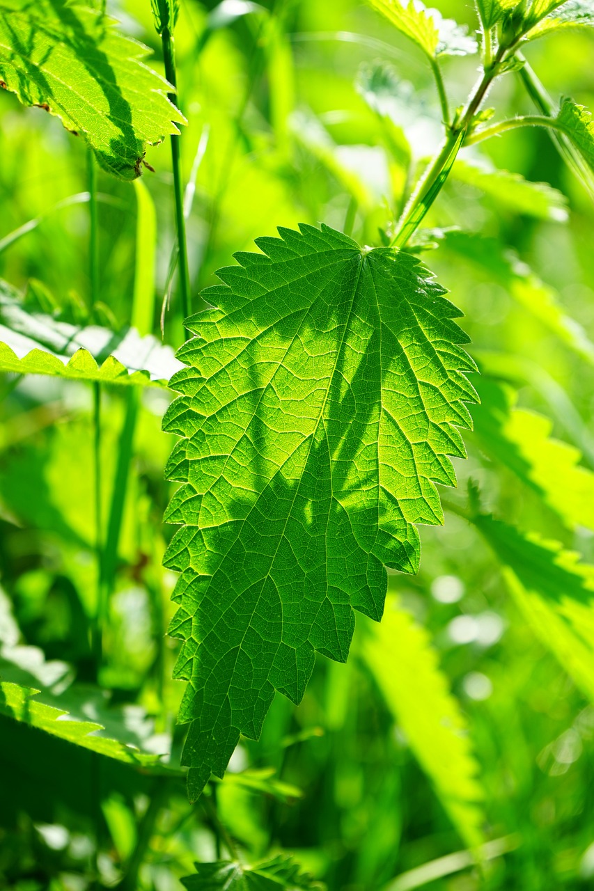 a close up of a leaf on a plant, shutterstock, hurufiyya, hemp, in a forest glade, gentle shadowing, raspberry