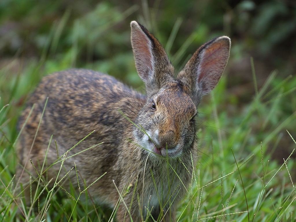 a rabbit that is standing in the grass, sneering at the camera, julia hill, sharply detailed, slightly open mouth