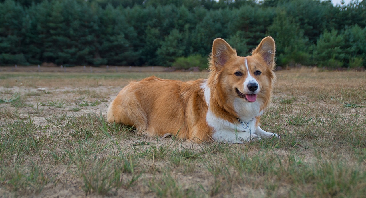 a dog that is laying down in the grass, a portrait, by Jan Rustem, flickr, corgi cosmonaut, a confident smile, a portrait of @hypnos_onc, king of the hill
