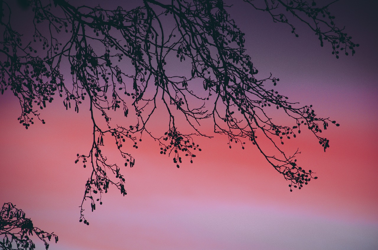 a couple of birds sitting on top of a tree branch, a photo, by Anna Füssli, aestheticism, purple sunset, “berries, pink trees, evening sky