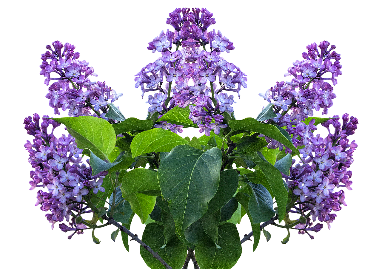 a vase filled with purple flowers on top of a table, a portrait, by Jan Rustem, digital art, symmetrical duality, panorama, lilacs, portrait n - 9