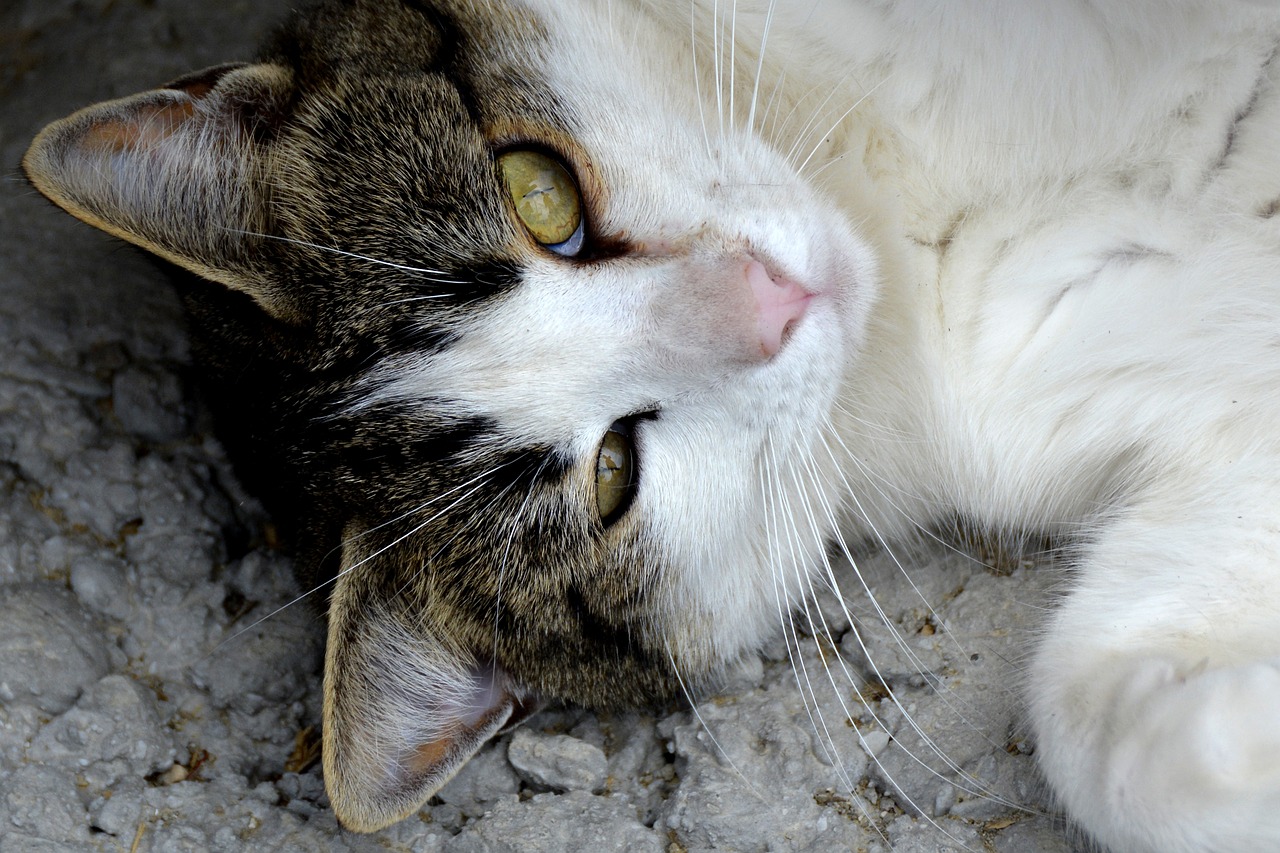 a close up of a cat laying on the ground, flickr, closeup of the face, white male, portrait”