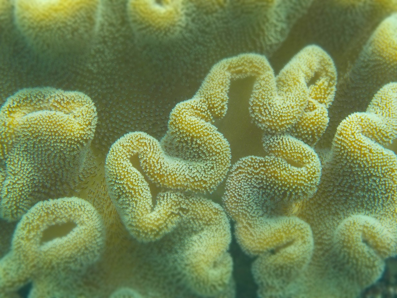 a close up of a sea anemone, detail texture, coral reef, cubensis, with a bright yellow aureola