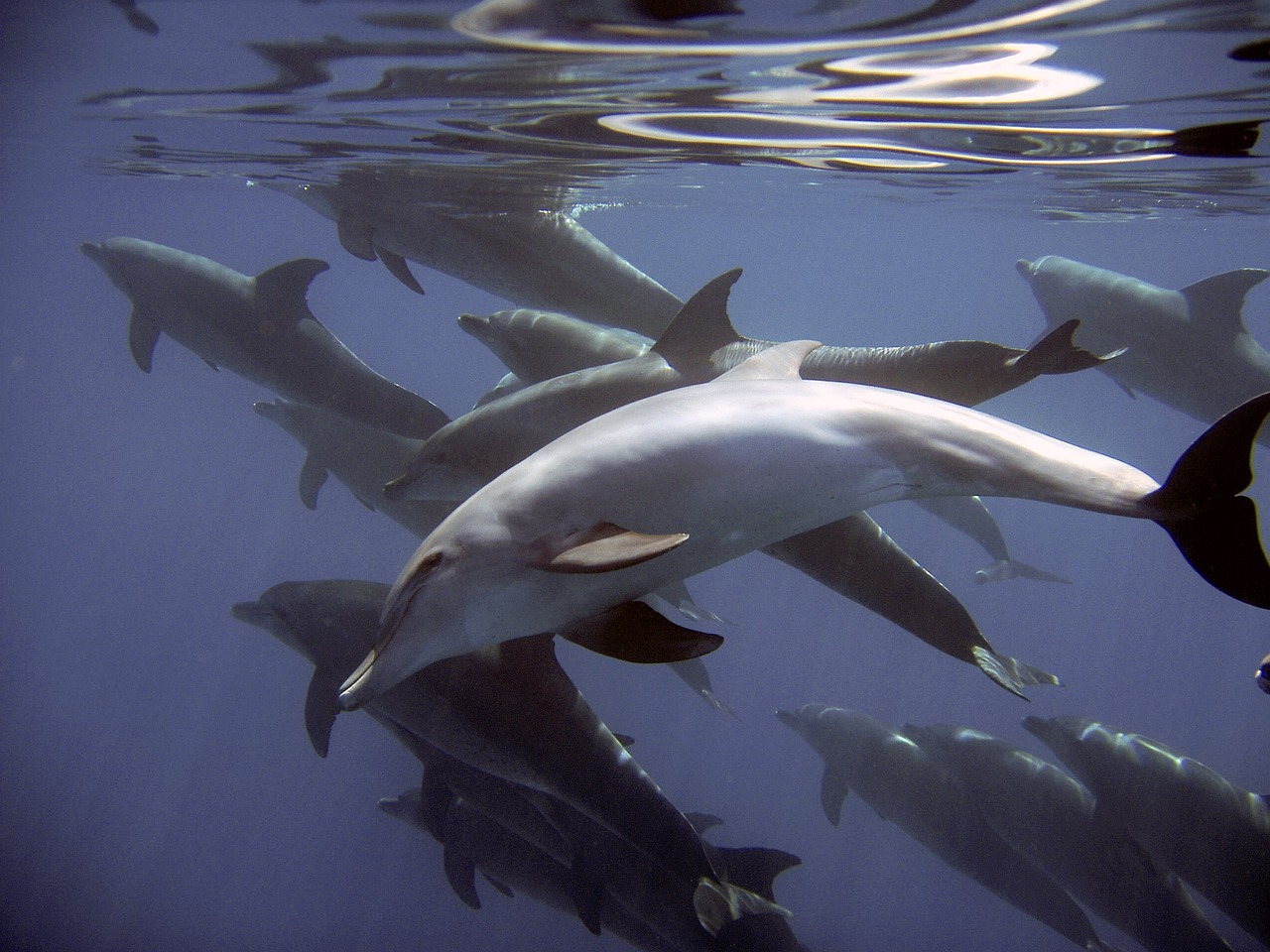 a group of dolphins swimming in the ocean, by Juergen von Huendeberg, flickr, cinématique”, 2 0 0 0's photo, depth of field”, joseph todorovitch ”