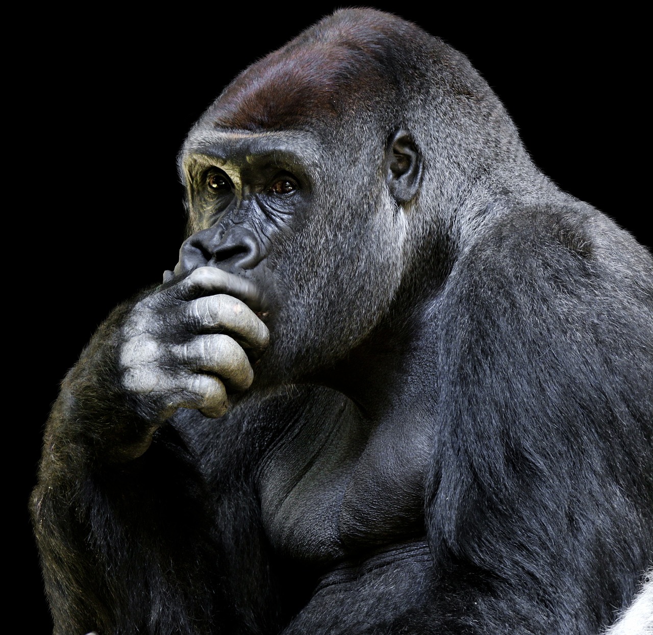 a gorilla sitting in front of a black background, shutterstock, primitivism, thinking pose, worried, not intelligent, giant