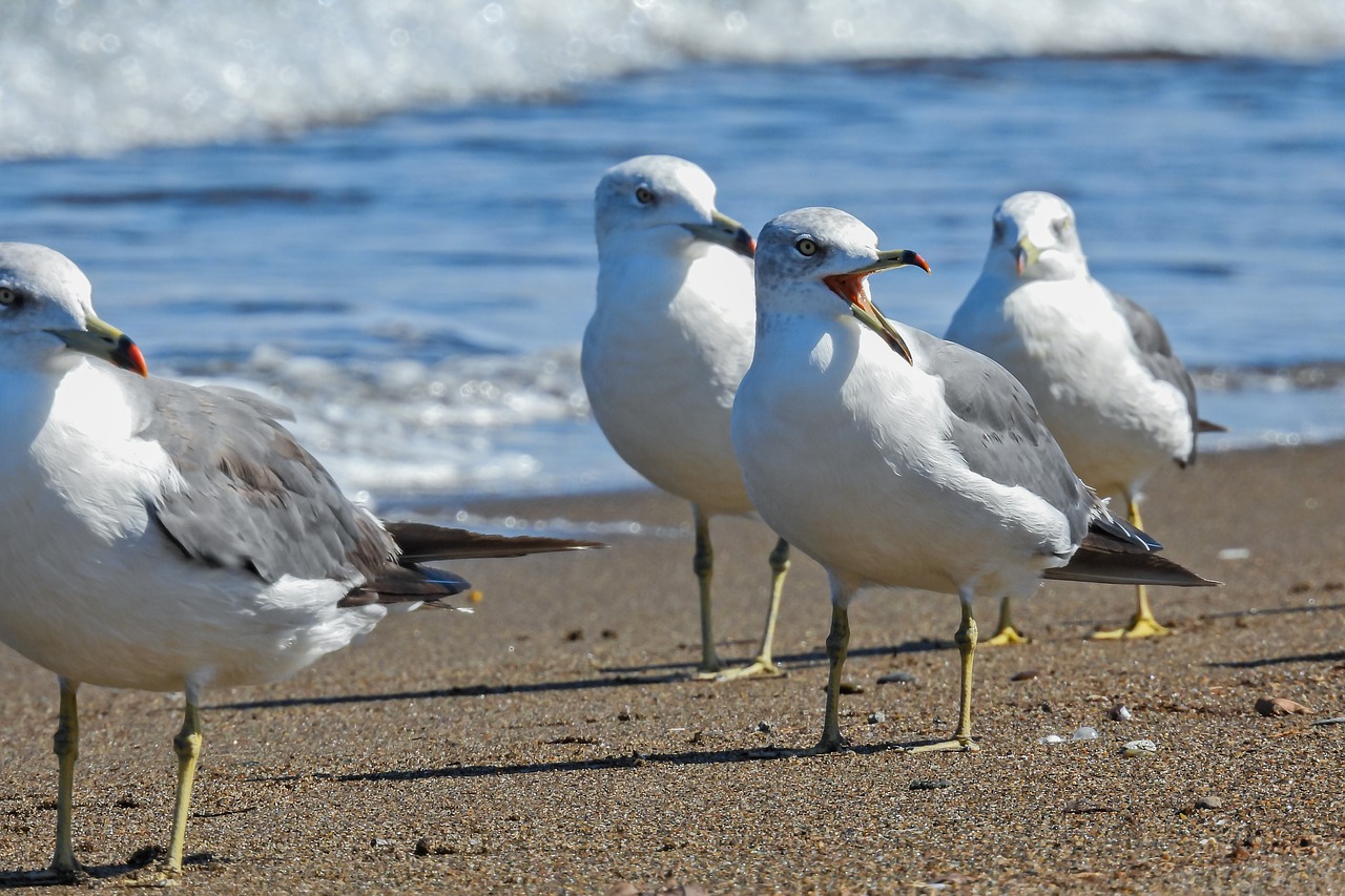 a group of seagulls standing on a beach next to the ocean, a picture, by Jim Nelson, figuration libre, shocked look, high res photo, new jersey, closeup photo