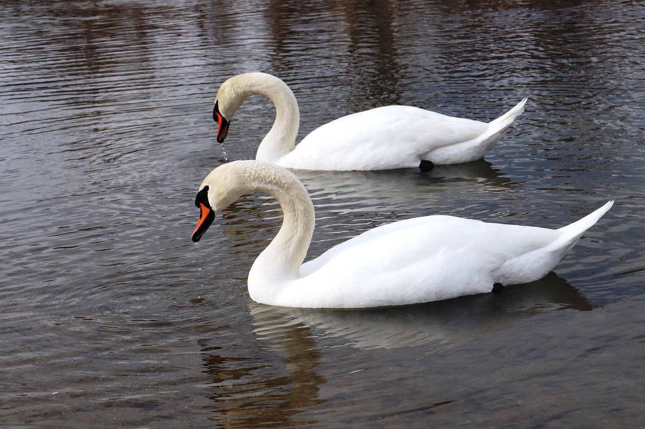 two white swans swimming in a body of water, a photo, by Istvan Banyai, shutterstock, highly detailed photo, winter, very sharp and detailed photo, outdoor photo