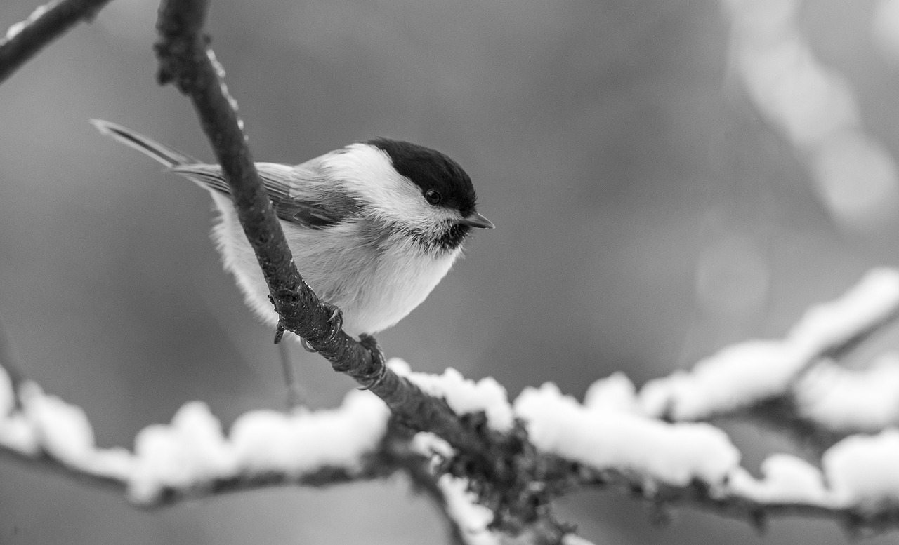 a black and white photo of a bird perched on a branch, by Jaakko Mattila, pexels, fluffy, wintermute, by greg rutkowski, small chin