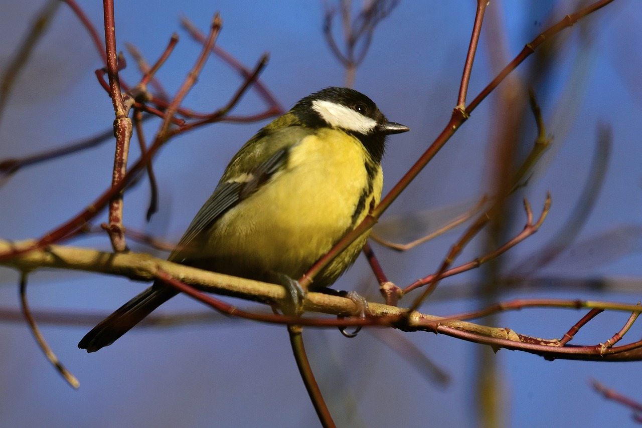 a small bird sitting on top of a tree branch, shutterstock, bauhaus, closeup photo, stock photo, buds, pot-bellied