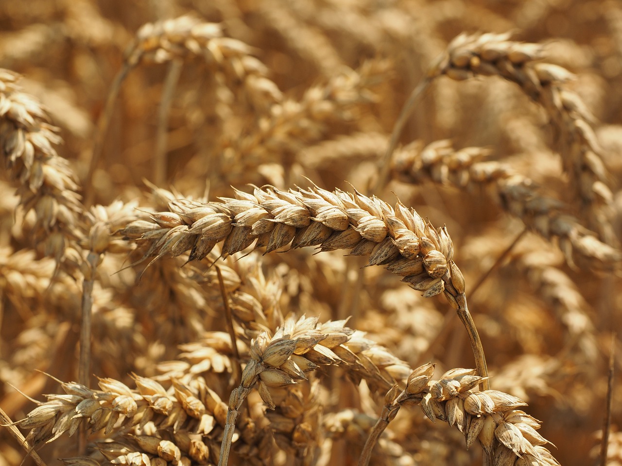 a field of wheat ready to be harvested, by David Simpson, symbolism, close - up photo, istockphoto, stock photo