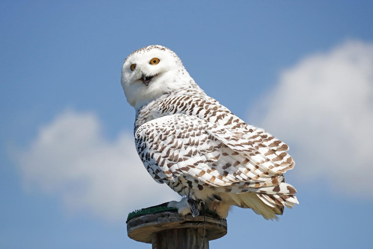 a white owl sitting on top of a wooden post, by Scott M. Fischer, shutterstock, on a bright day, polar, stock photo, low angle photo