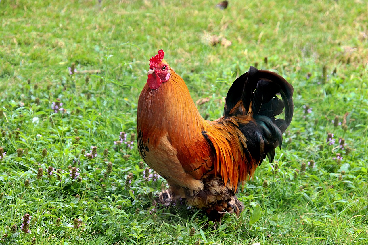 a rooster standing on top of a lush green field, by Jan Rustem, flickr, hairy orange skin, male!!!!!!!, malaysian, old male