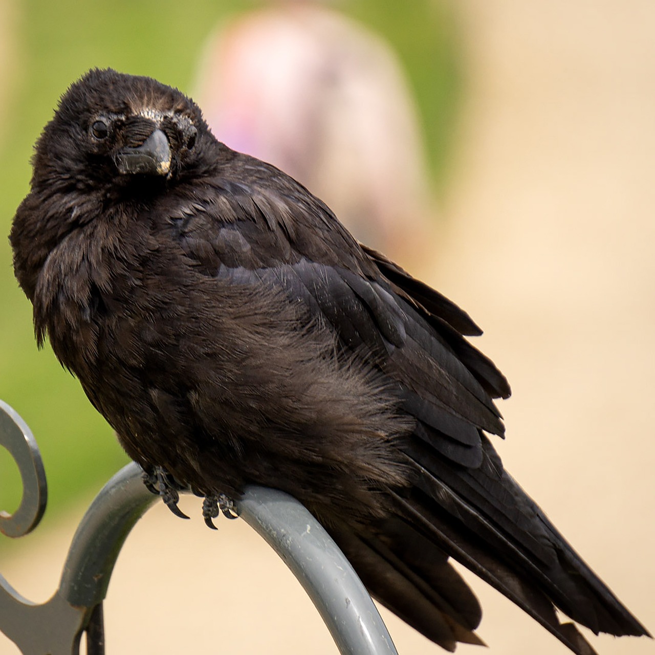 a black bird sitting on top of a metal bench, a portrait, inspired by Gonzalo Endara Crow, flickr, renaissance, raven hair, rounded beak, very sharp and detailed photo, smiling for the camera