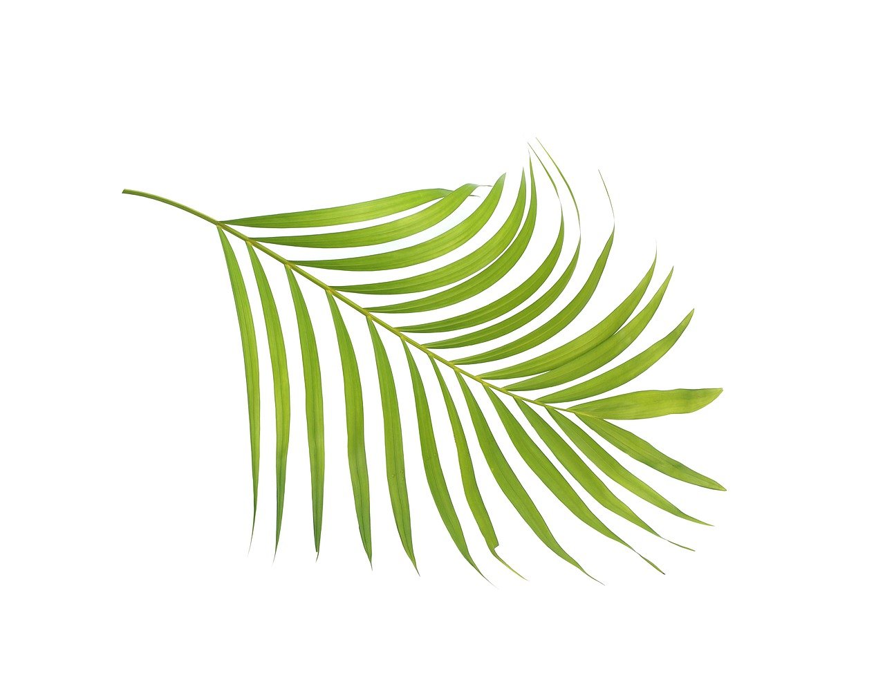 a close up of a green leaf on a white background, a stock photo, by Matthias Stom, shutterstock, art deco, flame ferns, above side view, detailed product photo, the palms come from the depths