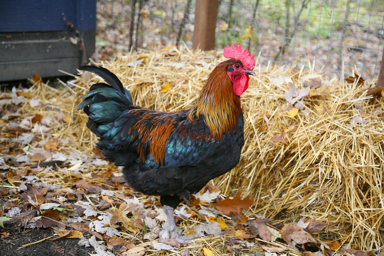 a rooster standing next to a pile of hay, flickr, handsome male, richly colored, on his hind legs, high res photo