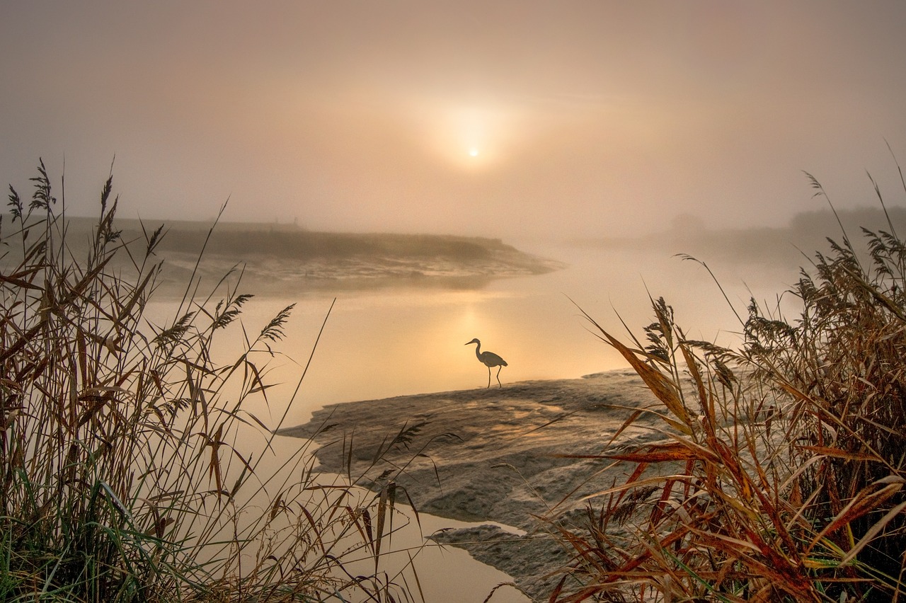 a bird standing on top of a rock next to a body of water, a picture, by Mathias Kollros, pixabay contest winner, romanticism, misty swamp, crane, morning sun, savannah