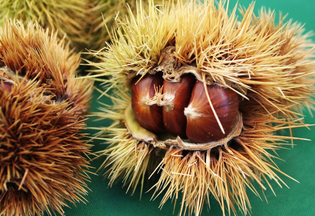 a couple of chestnuts sitting on top of a table, a macro photograph, by Yasushi Sugiyama, shutterstock, hurufiyya, huge spines, 1 9 7 0 s photo, けもの, view from the ground