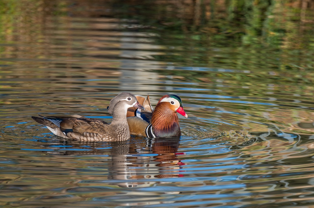 a couple of ducks floating on top of a body of water, a portrait, by Jan Rustem, shutterstock, richly colored, kissing together, piping, alabama