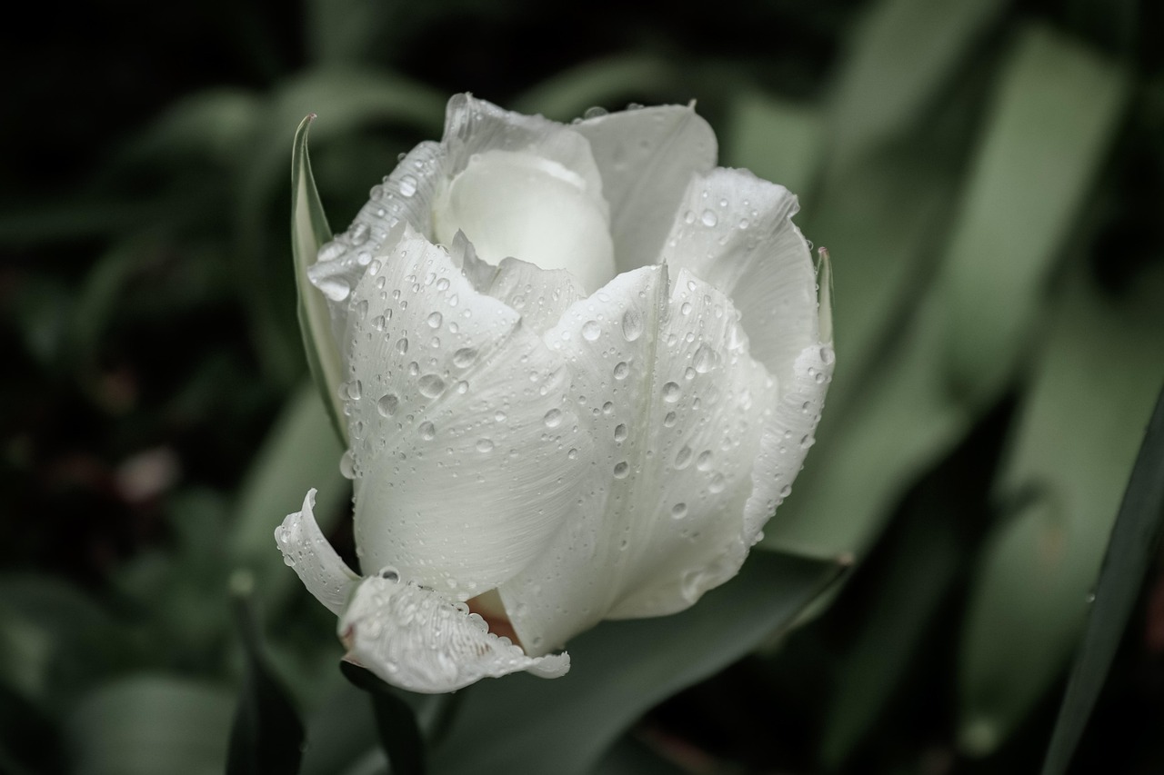 a white flower with water droplets on it, inspired by Carpoforo Tencalla, romanticism, tulips, overcast weather, taken with canon 8 0 d, emerald