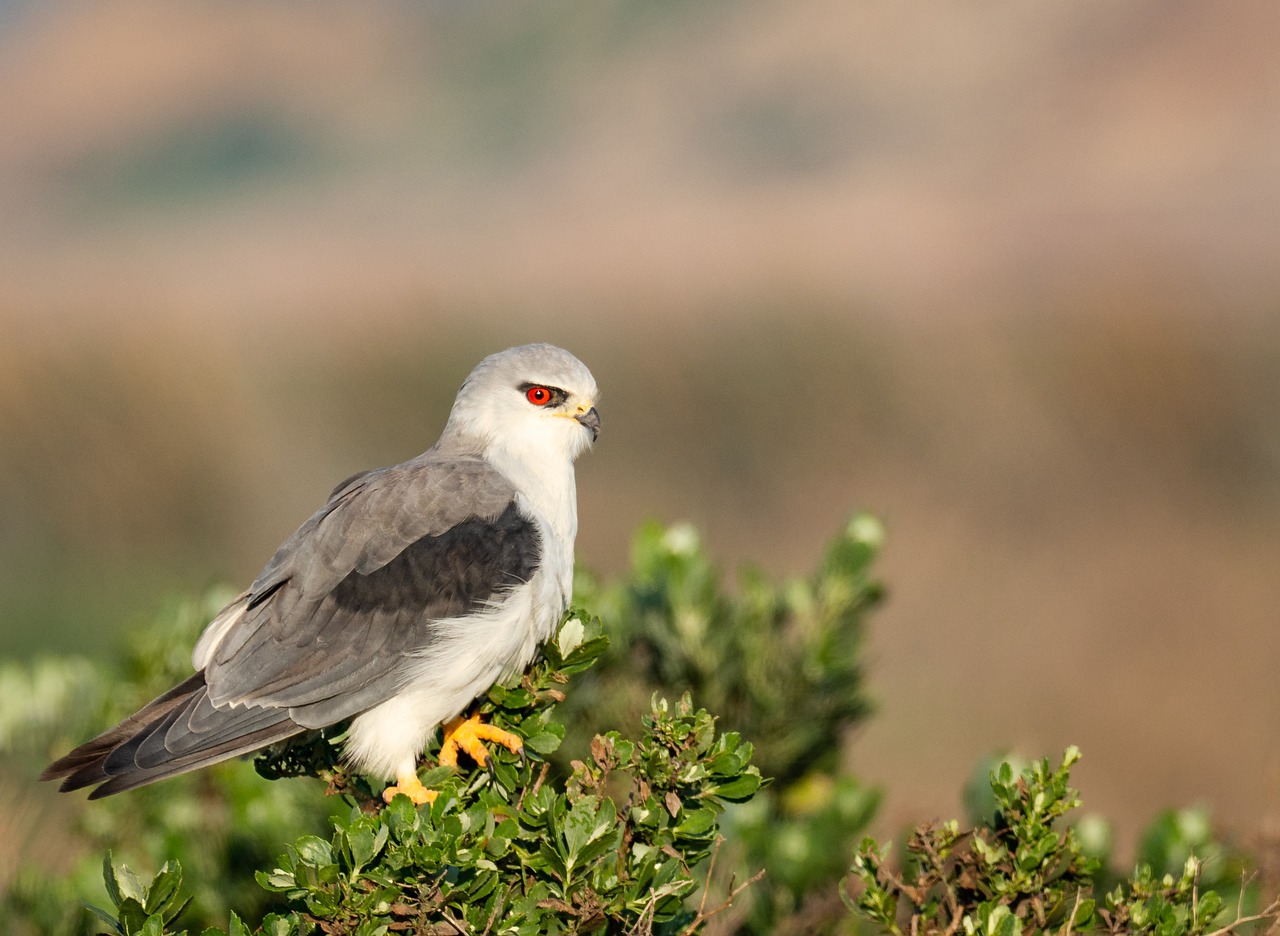 a gray and white bird sitting on top of a bush, a portrait, shutterstock, hurufiyya, hawk, large red eyes!!!, cape, with golden eyes