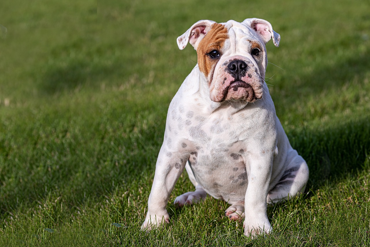 a dog that is sitting in the grass, a portrait, by Juergen von Huendeberg, shutterstock, swollen muscles, wrinkly, obese, spotted ultra realistic