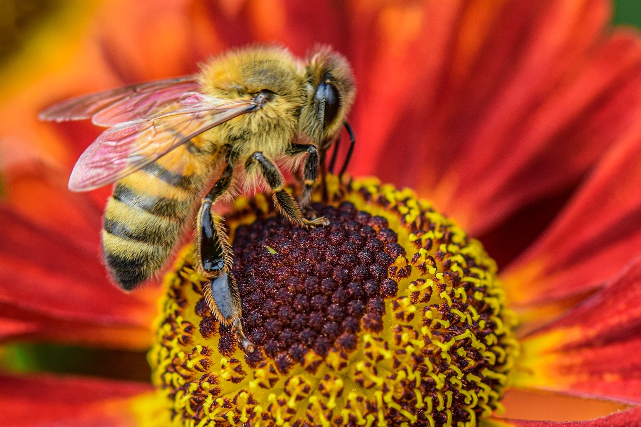 a close up of a bee on a flower, a macro photograph, by Abraham van Beijeren, renaissance, red-yellow colors, avatar image, 🦩🪐🐞👩🏻🦳, close together