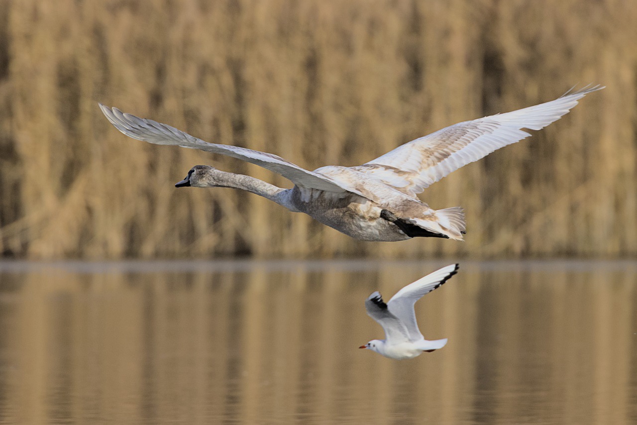 a large white bird flying over a body of water, a photo, by Istvan Banyai, shutterstock, two swans swimming on the lake, flying mud, i_5589.jpeg, gliding