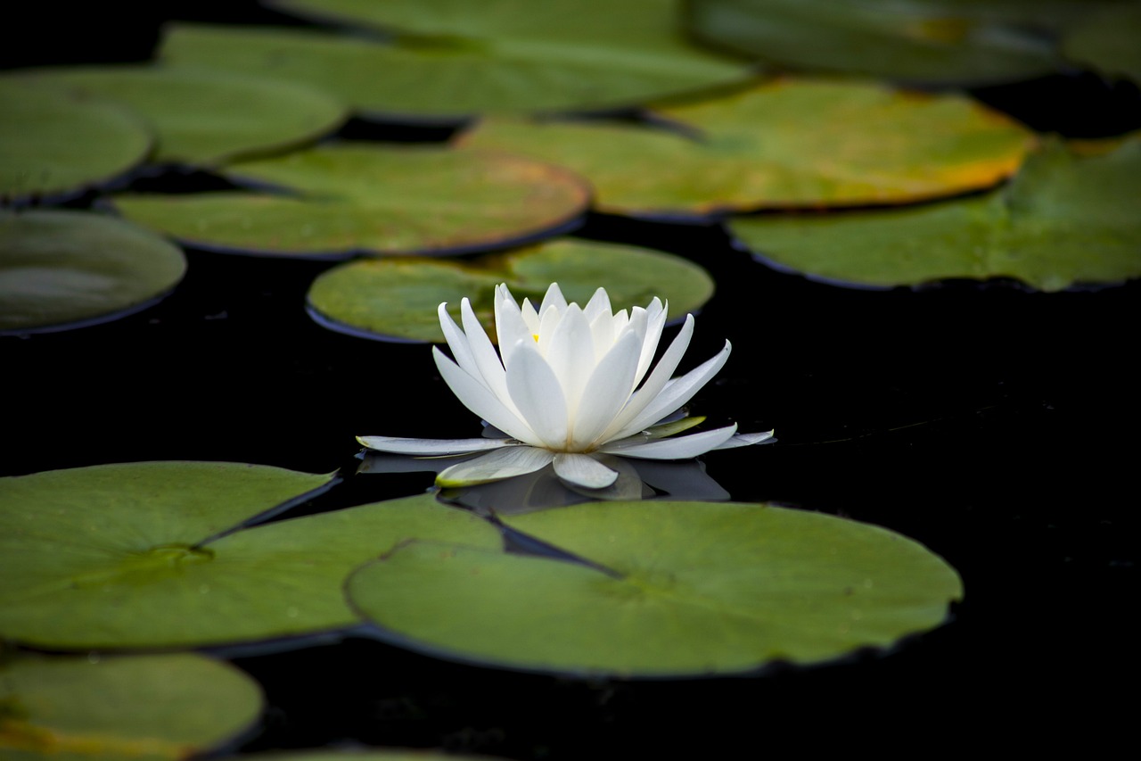 a white flower floating on top of a body of water, by John Murdoch, hurufiyya, lily pad, beautiful flower, solitude, powerful