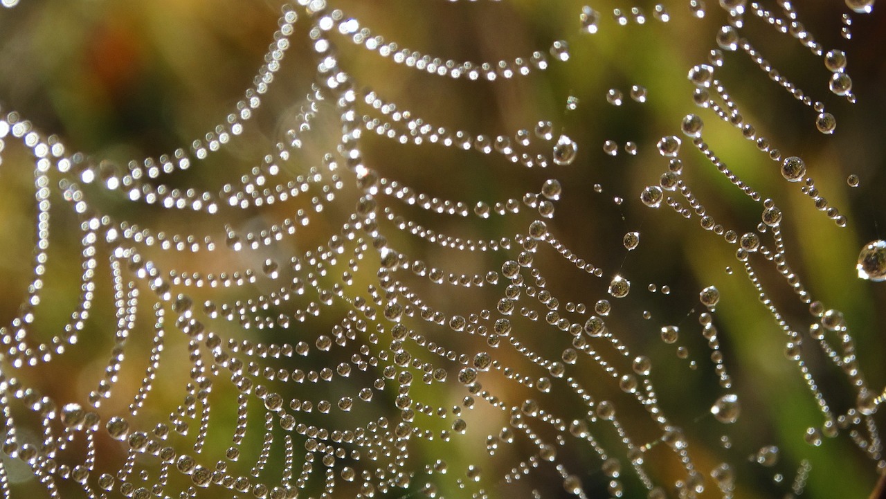a spider web covered in water droplets, by Steven Belledin, net art, pearls of sweat, closeup - view, bottom view, sparkling in the sunlight
