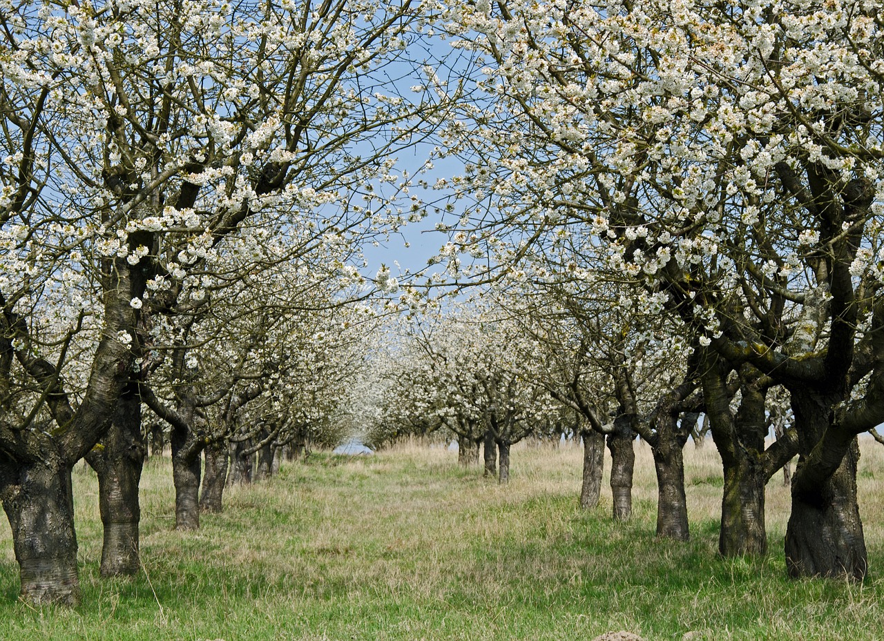 a field filled with lots of trees covered in white flowers, a portrait, flickr, cherries, new zeeland, “organic, branching hallways