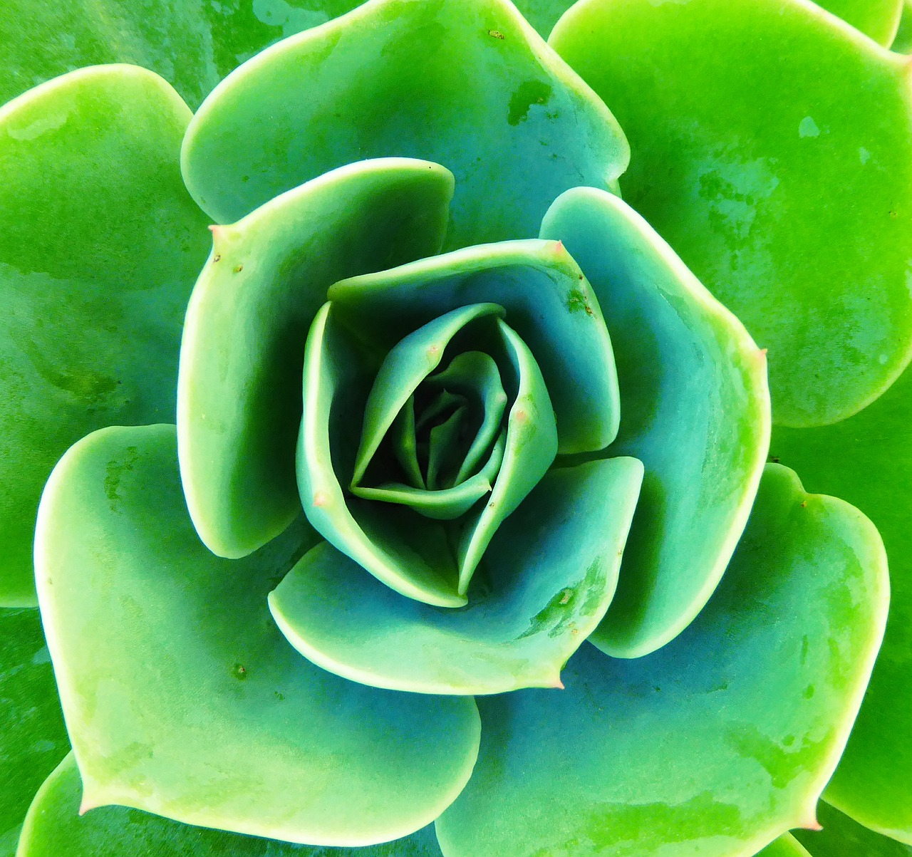 a close up view of a green flower, precisionism, lettuce, cactus, istockphoto, vegetal architecture