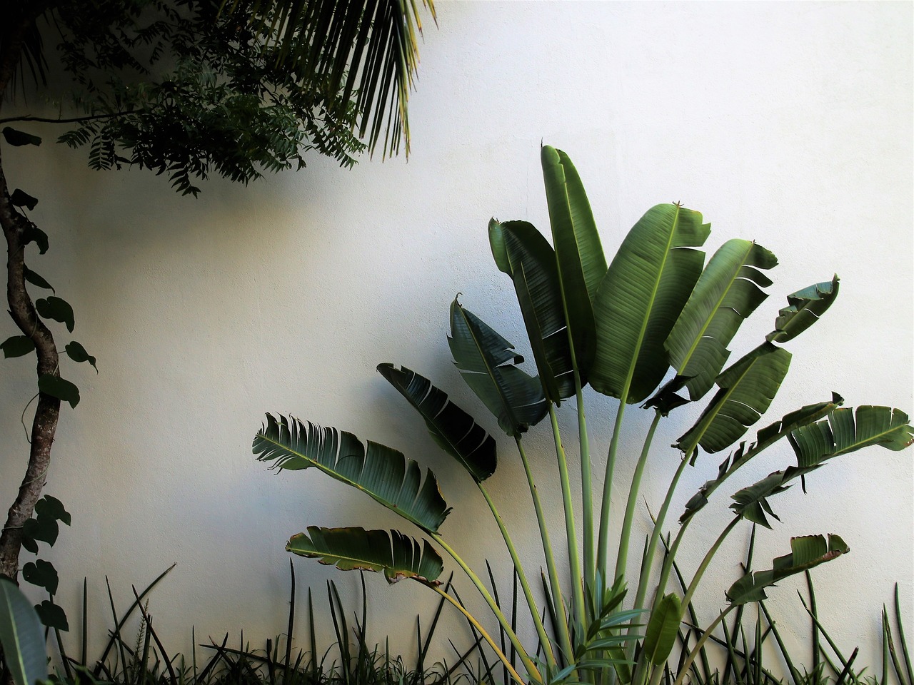 a green plant sitting next to a white wall, inspired by Esaias Boursse, banana trees, lot of exotic vegetation, botanic garden, sao paulo