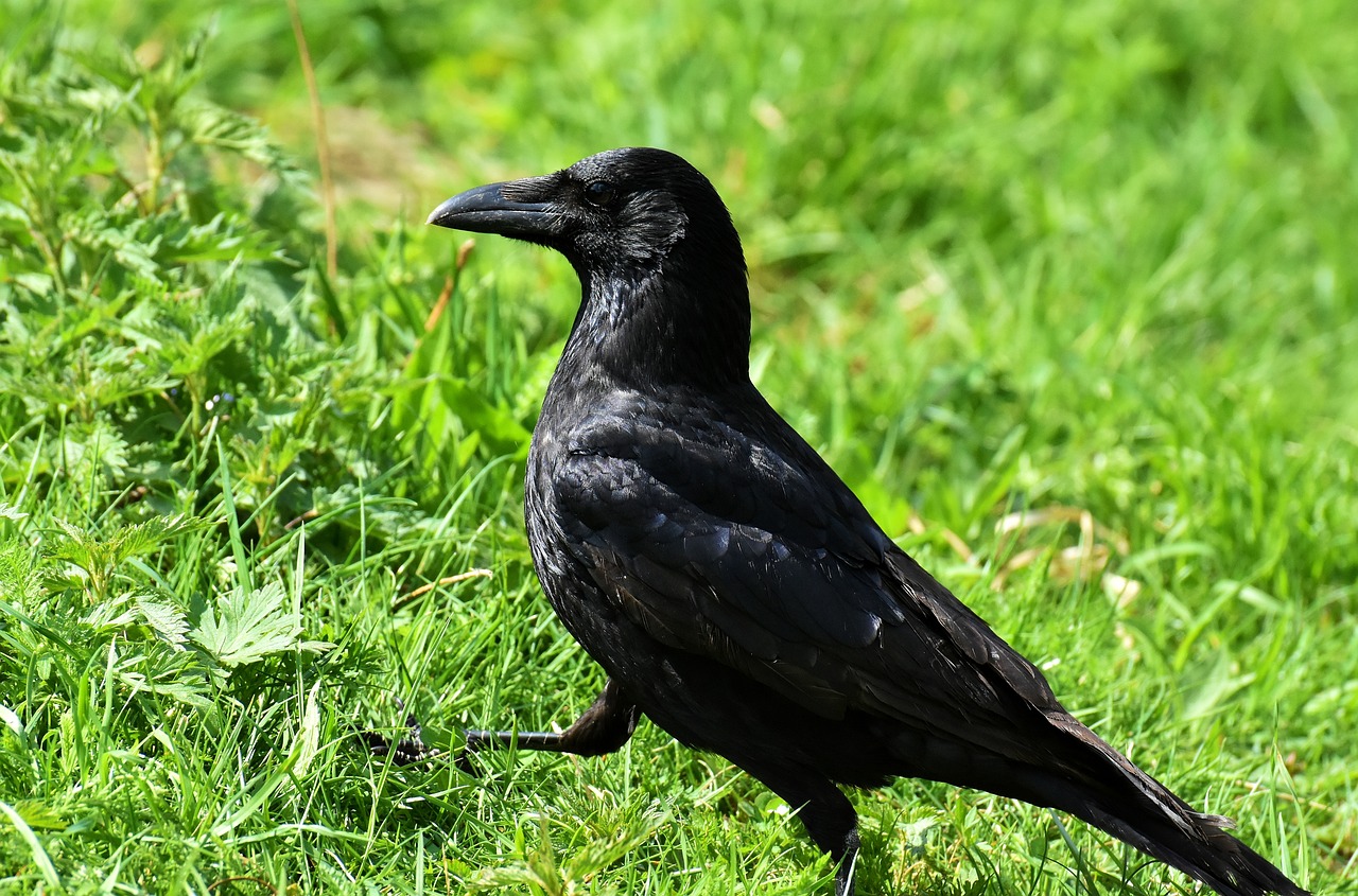 a black bird standing on top of a lush green field, inspired by Gonzalo Endara Crow, pixabay, renaissance, close up shot from the side, long thick shiny black beak, stock photo, with long black hair