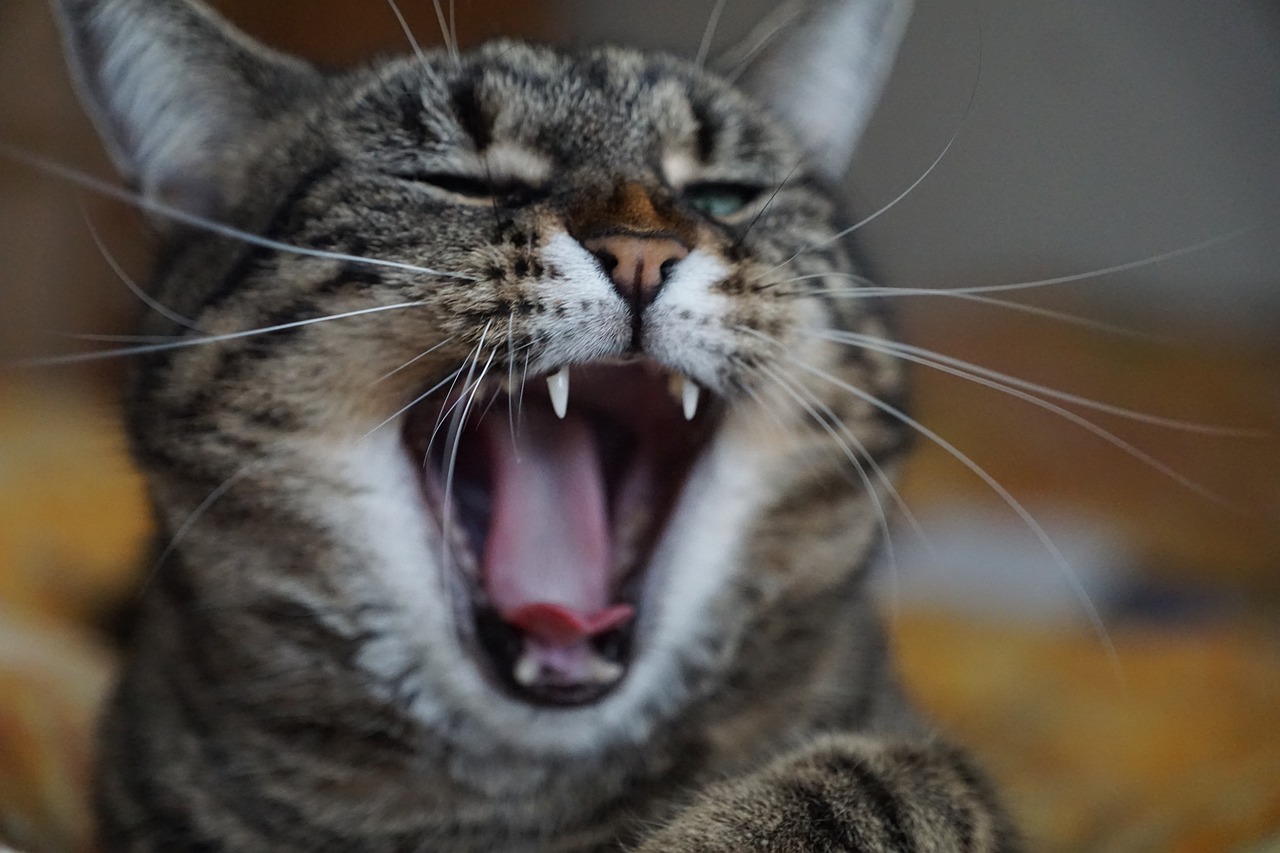 a close up of a cat yawning on a bed, a picture, by Matija Jama, pexels, happening, clenching teeth, warrior cats, wikimedia, close-up!!!!!!