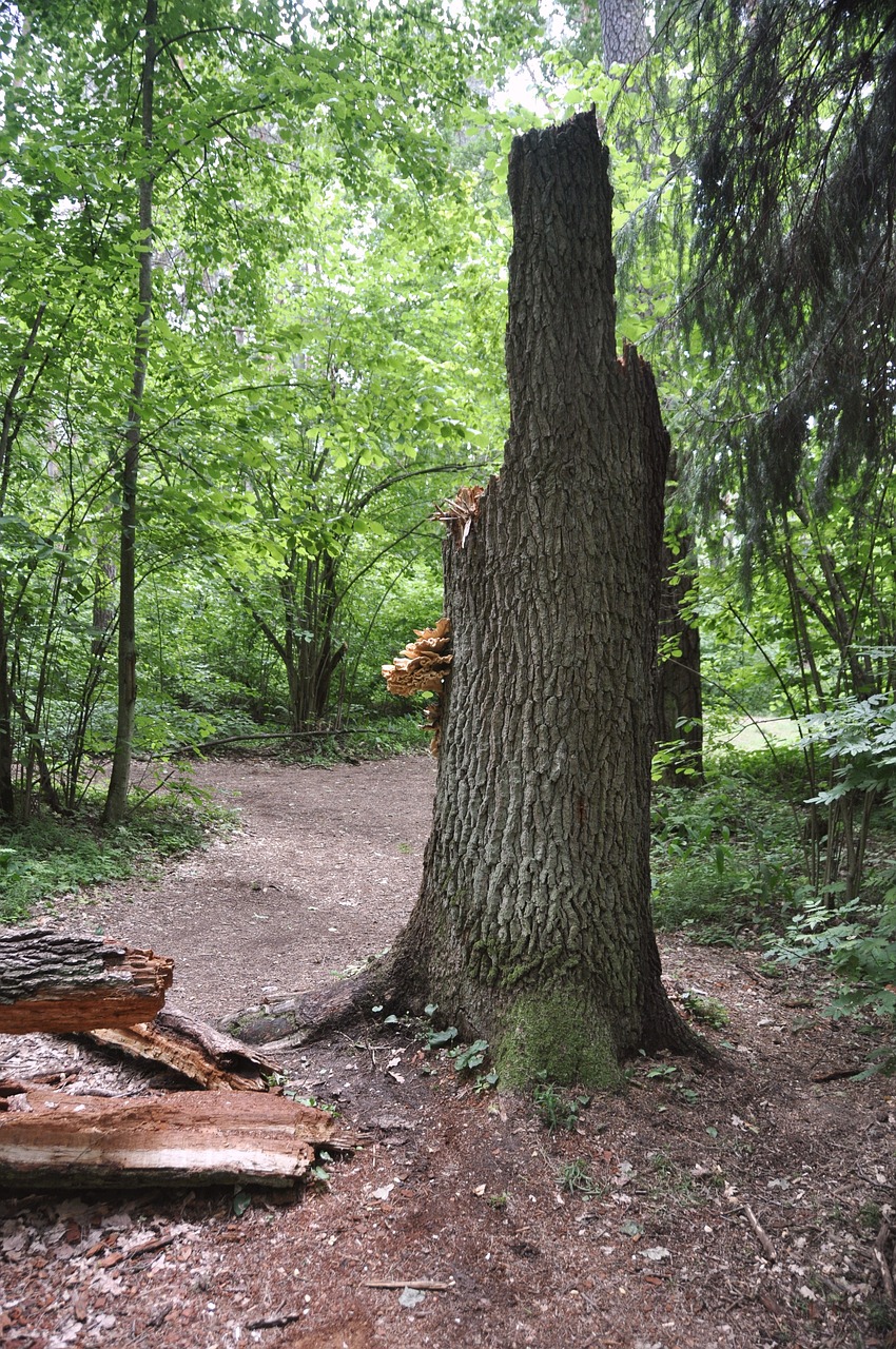 a tree stump sitting in the middle of a forest, by Joseph von Führich, flickr, land art, large path, tall broad oaks, a 15 foot tall, taken on a 2010s camera