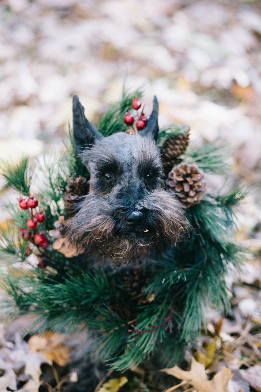 a dog wearing a wreath of pine cones and berries, a portrait, unsplash, folk art, with a full black beard, in the shape of a ent, portra, witchy