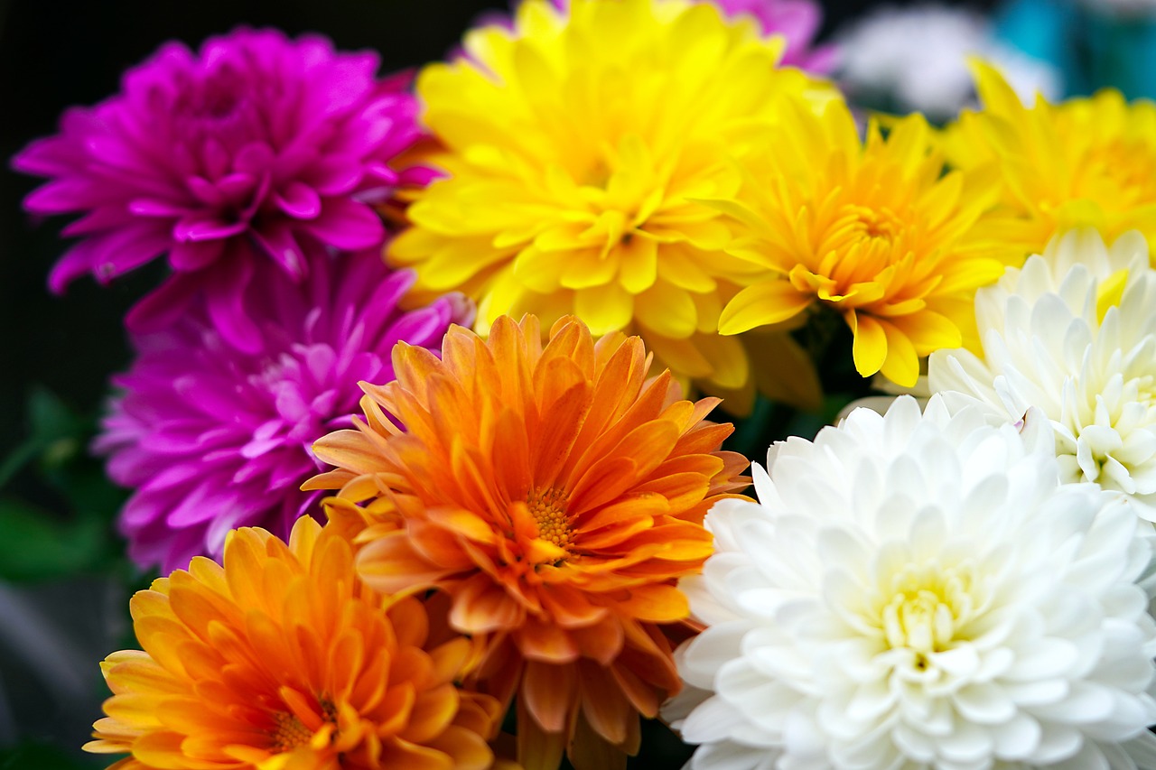 a close up of a bunch of flowers, a picture, chrysanthemum eos-1d, colorful]”, ari aster, anna nikonova